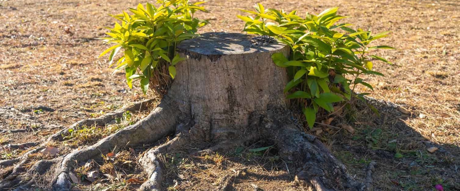 Are land clearing costs deductible?