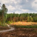 How to reduce land clearing?