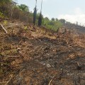 What are the negative effects of land clearing?