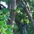 Expert Land Clearing and Tree Care in Petersburg, WV