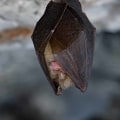 How To Use Bat Trapper Properly For Land Clearing Projects In Houston