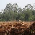 What causes land clearing?