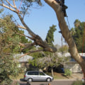 Why Tree Removal Is Necessary For Land Clearing In Scottsdale