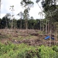 Why Proper Tree Removal Is Key For Effective Land Clearing In Johnson City