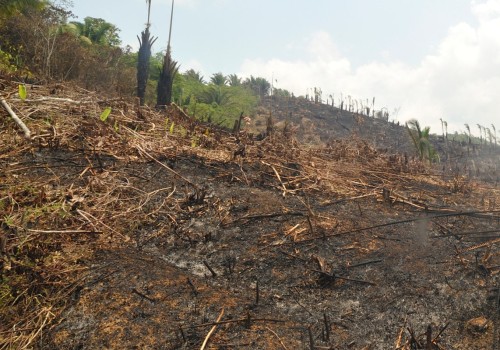 What are the negative effects of land clearing?
