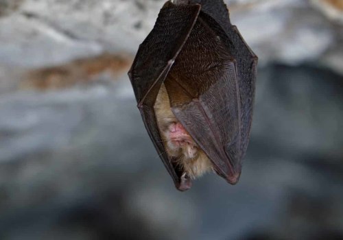 How To Use Bat Trapper Properly For Land Clearing Projects In Houston