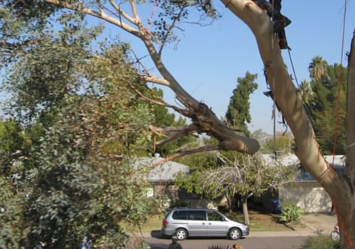 Why Tree Removal Is Necessary For Land Clearing In Scottsdale