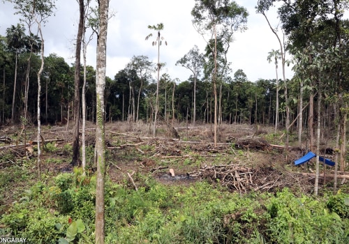 Why Proper Tree Removal Is Key For Effective Land Clearing In Johnson City