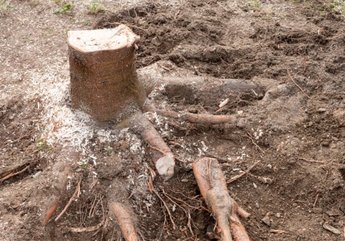 The Chain Saw Cuts, The Critters Creep: Pest Control In Longwood For Post-Land Clearing Protection